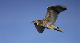 Black-crowned Night heron juvenile