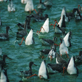 レッドシャンクスの餌