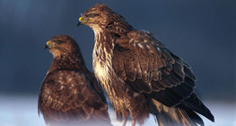 Common buzzards
