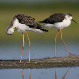 Black-winged stilts