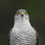 Northern goshawk