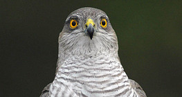 Northern goshawk