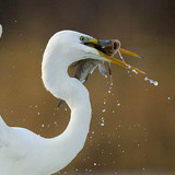Great egret with catch