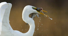 Great egret with catch