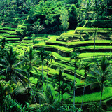 Rice terraces in Bali