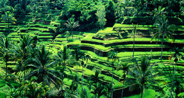 Rice terraces in Bali