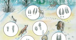 Animal tracks in the snow