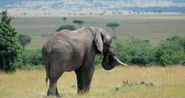 Elephant in the savannah