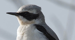 Northern wheatear