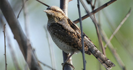 Eurasian wryneck