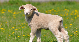 Lamb