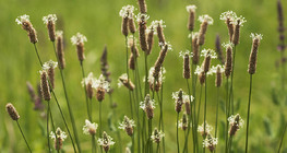 Plantago