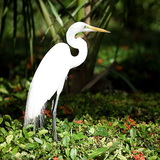 Great egret