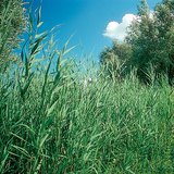 Reed bed