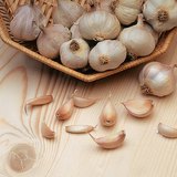 Garlic