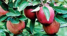 Starking Delicious apple