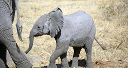 Elephant calf