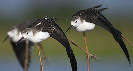 Juvenile Black-winged stilts