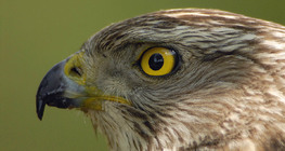 Northern goshawk