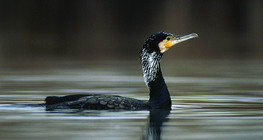 Cormorant