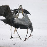 Grey heron fight