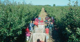 Apple picking