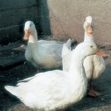 Domestic ducks