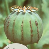 A scored opium poppy seedpod and the formula of morphine