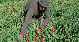Paprika harvest
