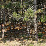 Pine forest