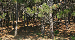 Pine forest