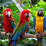 Parrots
