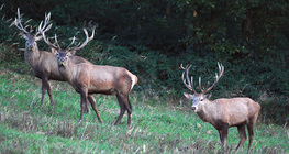 Red deer
