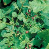Damage of the Colorado potato beetle