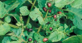 Damage of the Colorado potato beetle