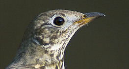 Song thrush