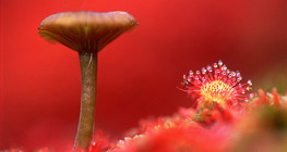 Mushroom and sundew