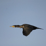 Cormorant flying