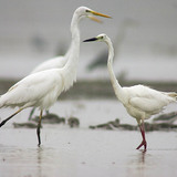 Great egrets