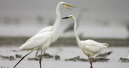 Great egrets