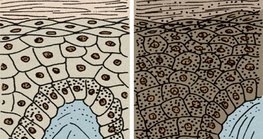 Skin of black and white people