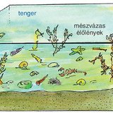 Mészkő kialakulása – 1