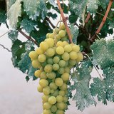 Table grapes