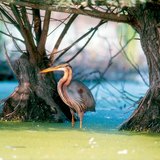 Purple heron