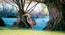Purple heron