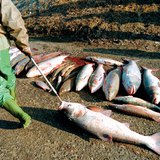 2000년의 청산가리 유출 사건으로 인해 죽어버린 물고기