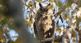 Long-eared owl