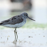 Common greenshank