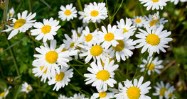 Camomile