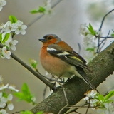 Common chaffinch
